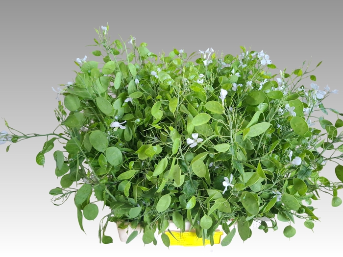 <h4>LUNARIA ANN GROENE P</h4>