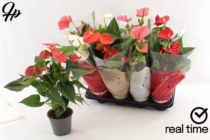 <h4>ANTHU AN GEM 4 KL</h4>