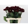 Dahlia Black Fox