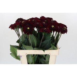 Dahlia Black Fox