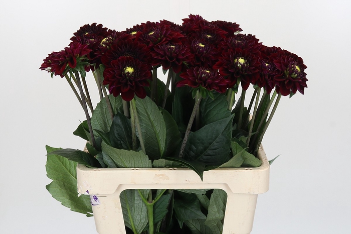 <h4>Dahlia Black Fox</h4>