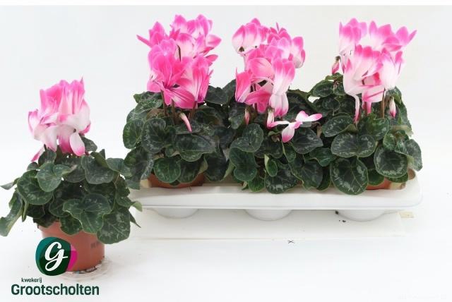 <h4>CYCL GR SUP FUSION</h4>