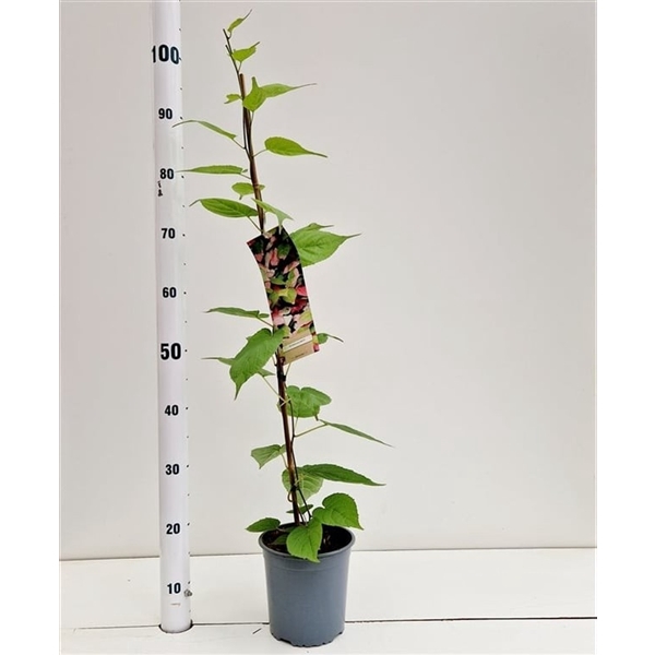 <h4>Actinidia kolomikta</h4>