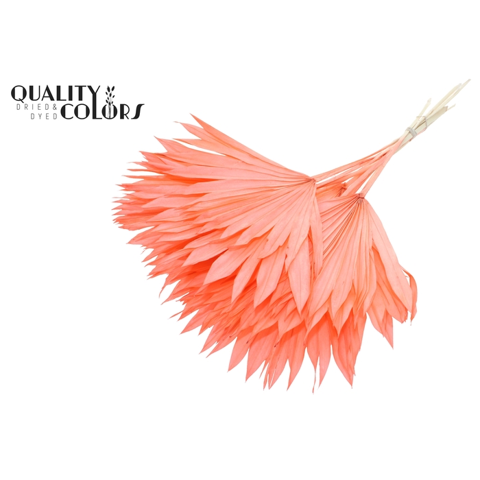 <h4>Sun Spear per stem Intense Coral</h4>
