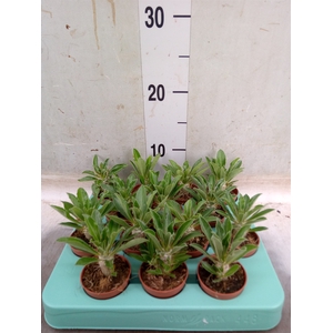 Pachypodium saundersii