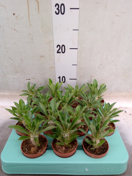 <h4>Pachypodium saundersii</h4>