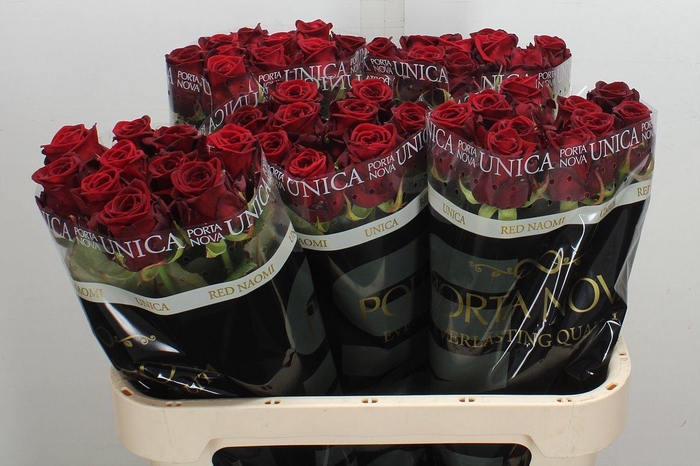 <h4>R Gr Red Naomi Unica 80 Rauw</h4>