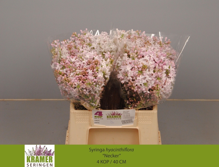 <h4>SYR HY NECKER</h4>