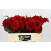 Dahlia Heatwave