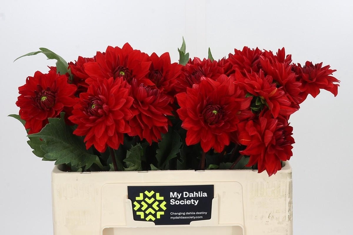 Dahlia Heatwave