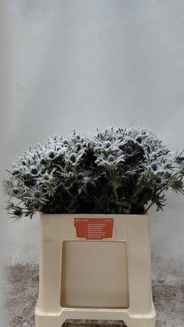 <h4>ERYN PL OV KLB H%</h4>