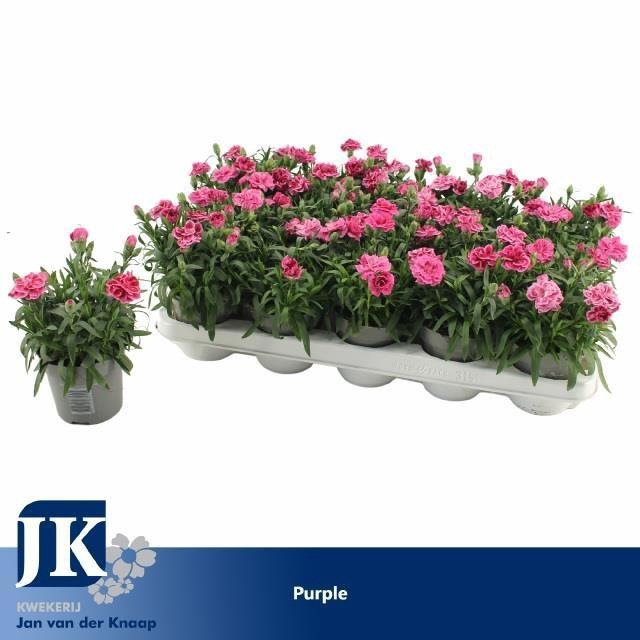 DIAN OSC PURPLE WING