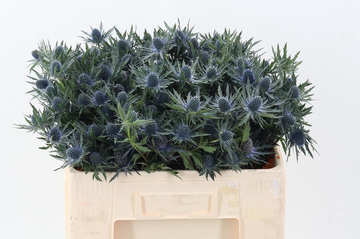 <h4>Eryn Orion Qstar</h4>