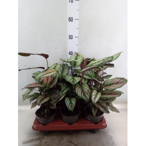 Calathea   ...
