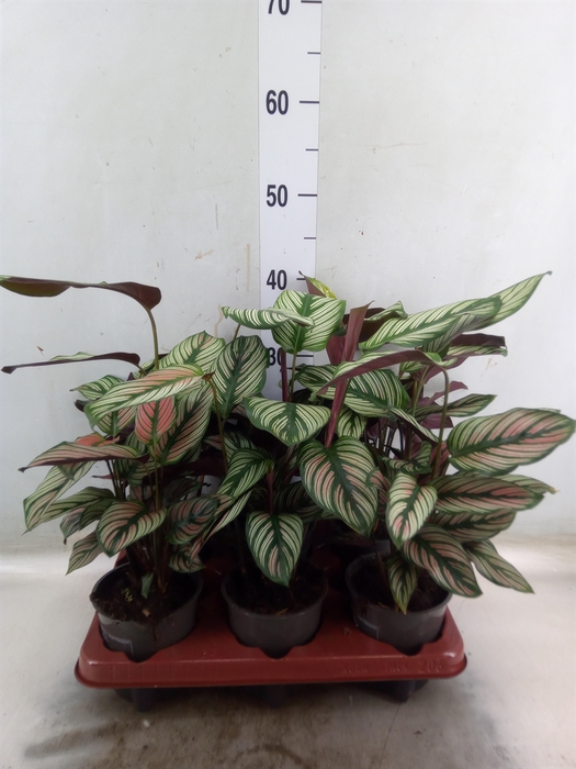 <h4>Calathea   ...</h4>