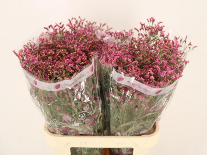 <h4>Lim Sin China Lovely</h4>