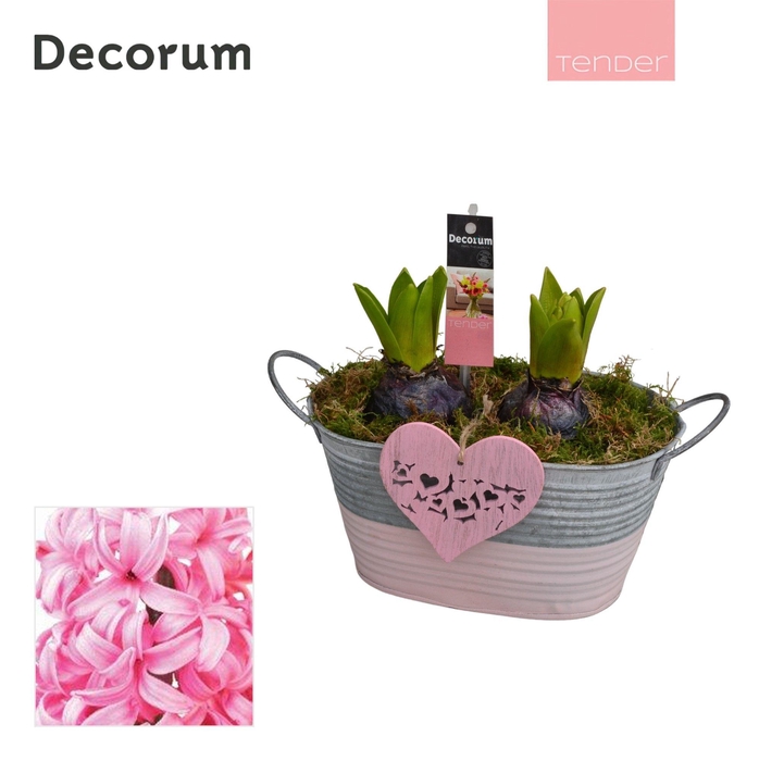 <h4>Hyacint Duo Zink HL11704PP [TENDER]</h4>