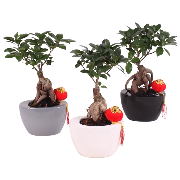 <h4>Ficus m. Ginseng in pot ø09cm in ø14cm Folded pot colormix</h4>