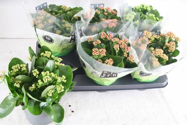 <h4>KAL GE GEM 5 KL</h4>