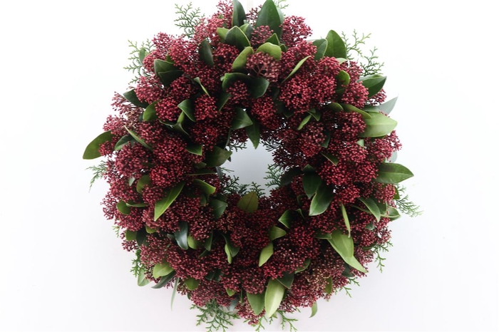 <h4>Wr Skimmia Red 30cm</h4>