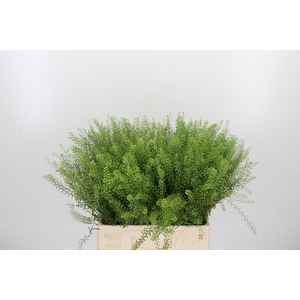 Lepidium Green Bell