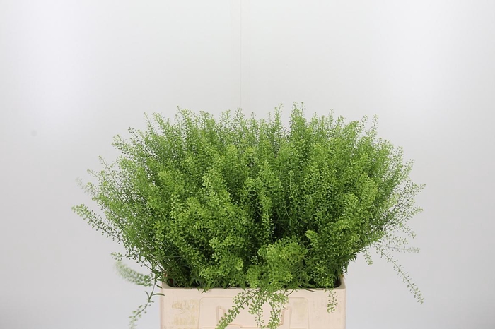 <h4>Lepidium Green Bell</h4>