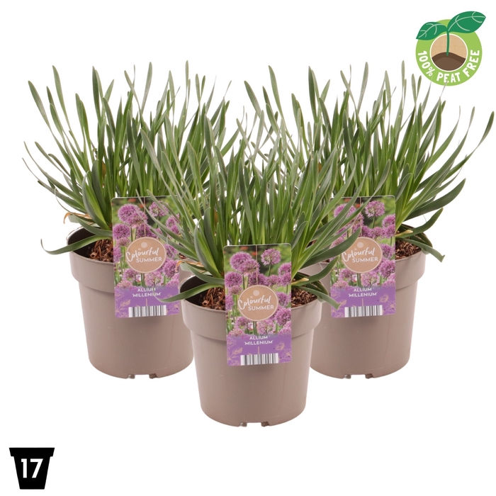 <h4>Allium Millenium</h4>