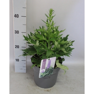 vaste planten 19 cm  Delphinium Delgenius ™ Breezin
