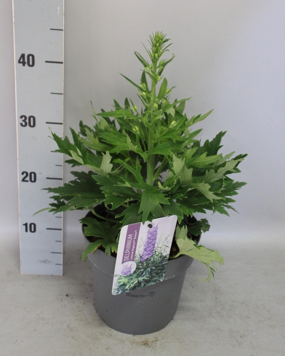 vaste planten 19 cm  Delphinium Delgenius ™ Breezin