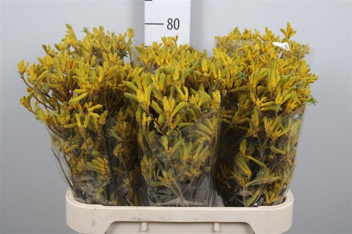 <h4>Anigoz Yellow G</h4>