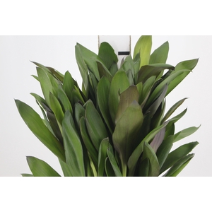 FOLHAGEM DRACENA POA