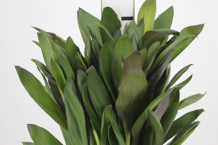 <h4>FOLHAGEM DRACENA POA</h4>