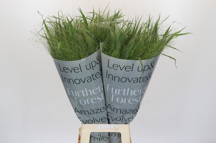 <h4>Panicum Fountain</h4>