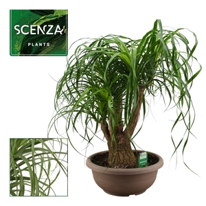 Beaucarnea vertakt compact 35 cm (Scenza)