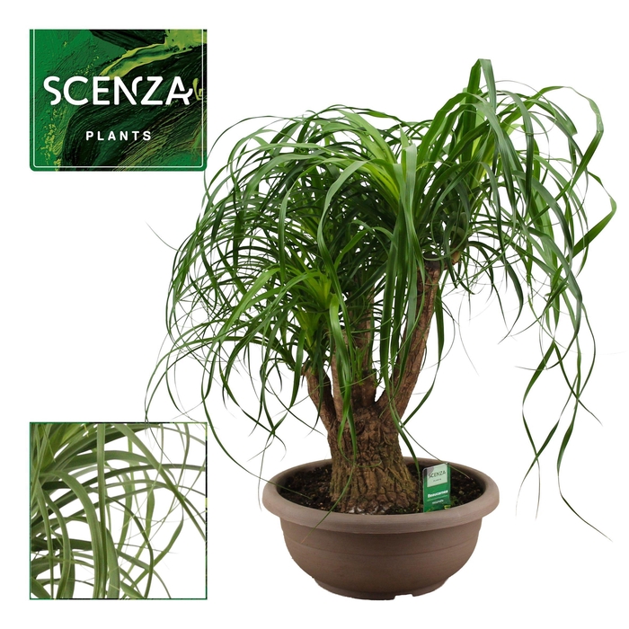 <h4>Beaucarnea vertakt compact 35 cm (Scenza)</h4>
