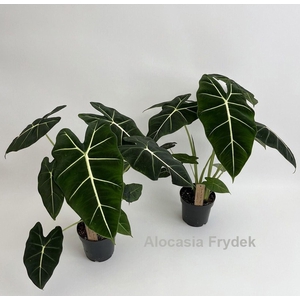 Alocasia