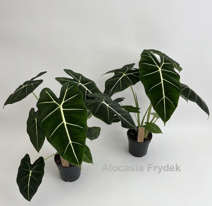 <h4>Alocasia</h4>