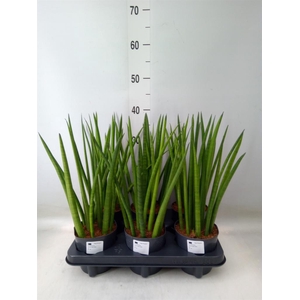 Sansevieria cyl.  ...