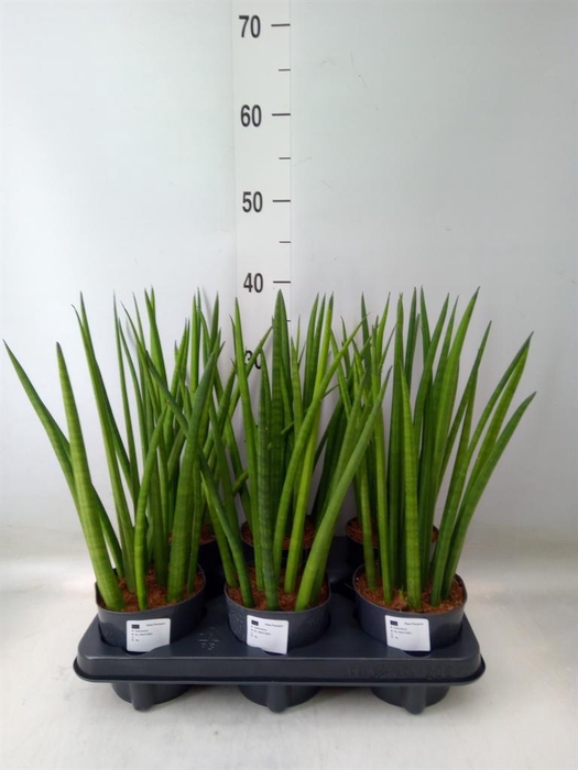 <h4>Sansevieria cyl.  ...</h4>