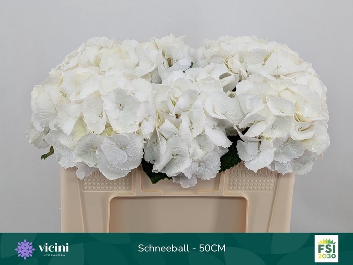 <h4>HYDR M SCHNEEBALL</h4>