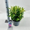 Buddleja Butterfly Candy Little Pin