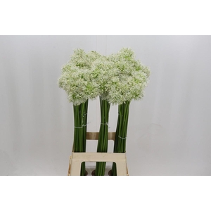 Allium Mount Everest