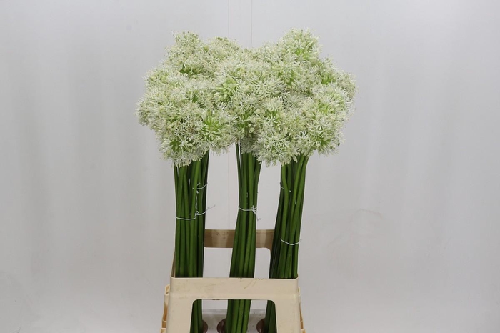 <h4>Allium Mount Everest</h4>