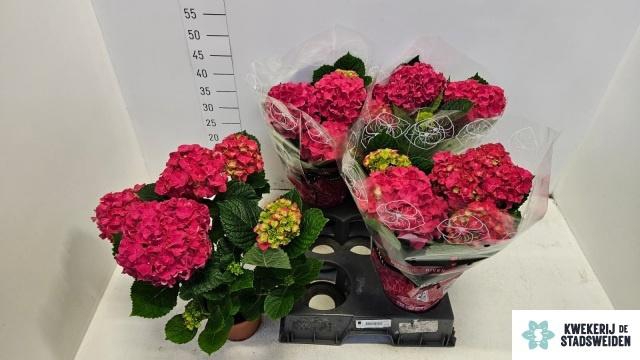 <h4>HYDR M GRUMPY</h4>