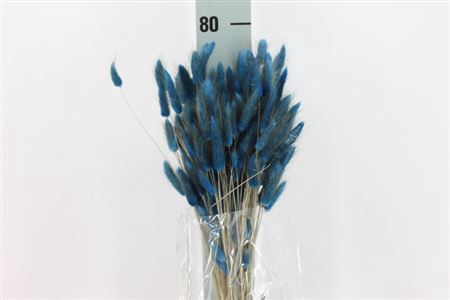 Dried Lagurus Bleached Blue Bs
