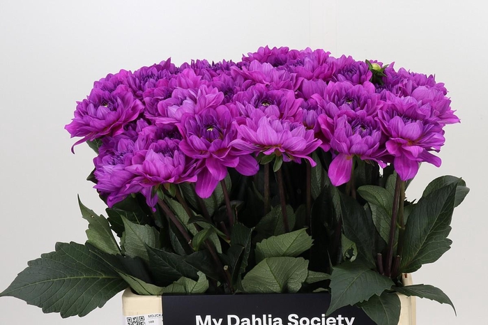 <h4>Dahlia Karma Lagoon</h4>