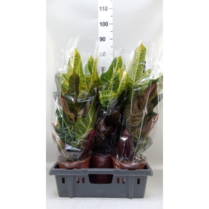 Codiaeum var. GR 'Excellent'