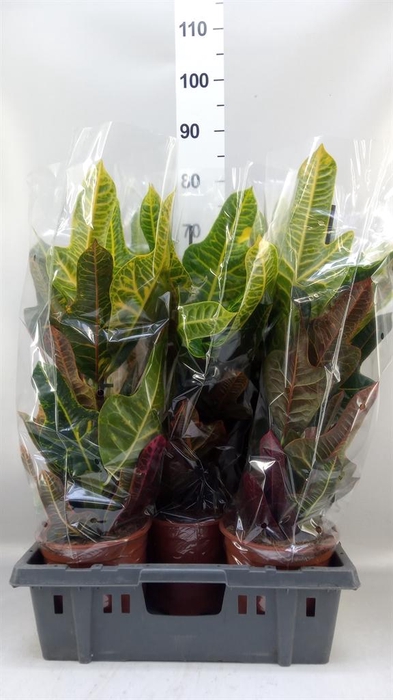 <h4>Codiaeum var. GR 'Excellent'</h4>