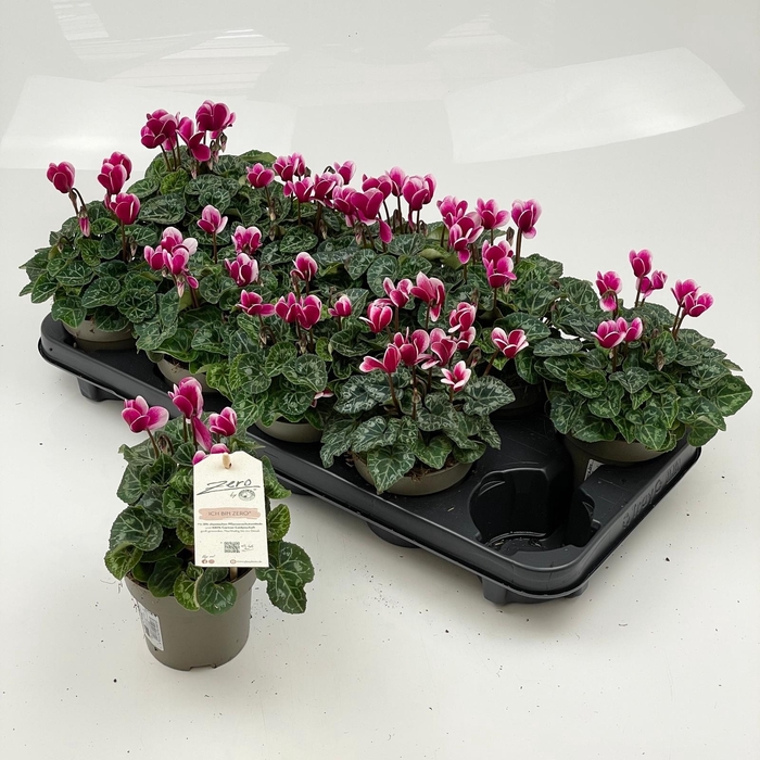 <h4>CYCL MD GARDEN</h4>