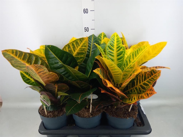 <h4>Codiaeum var. GR 'Petra'</h4>